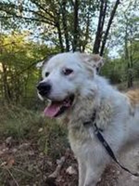   Chien DEBOU à l adoption 
