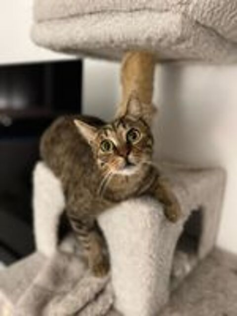   Snape, m�le type Europ�en n� en 2021 