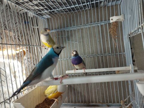 Diamants de gould 50 78955 Carrires-sous-poissy