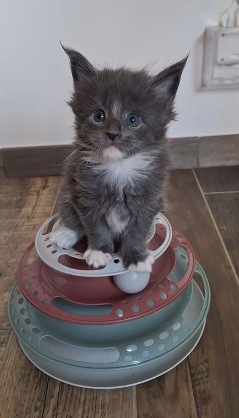 Chaton Maine coon Loof 1400 77130 Cannes-�cluse