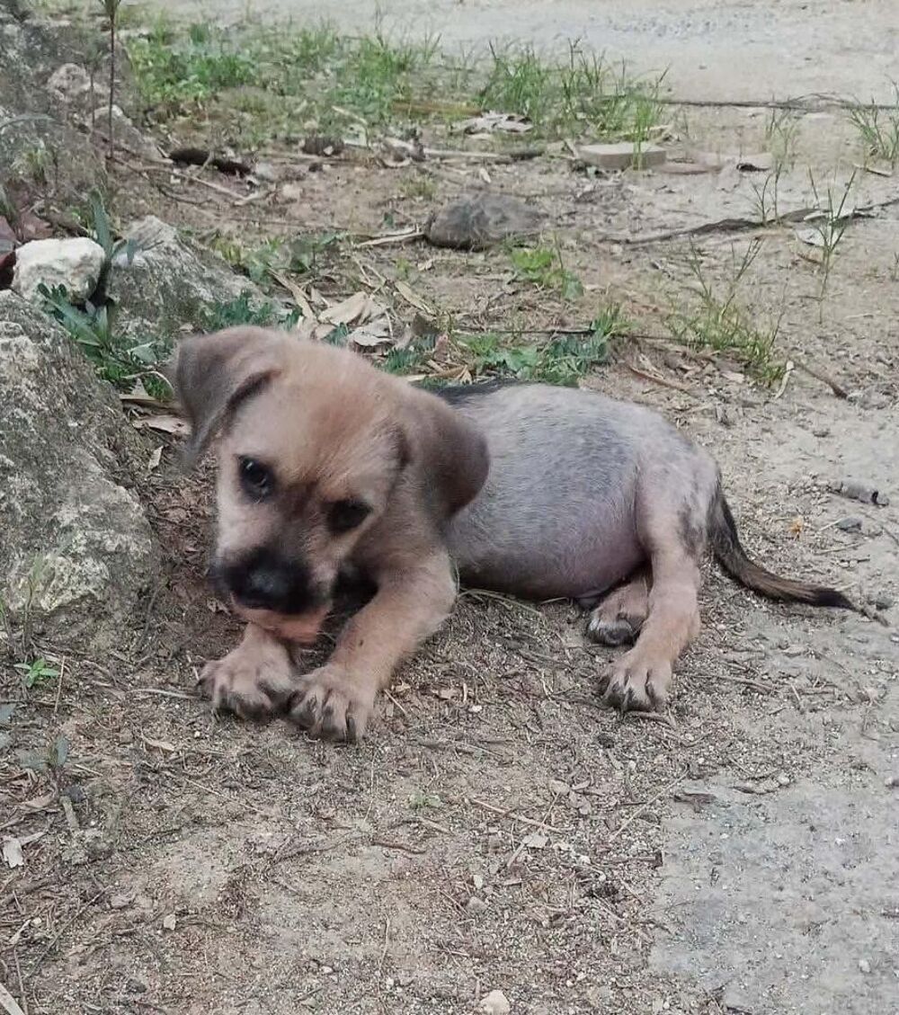   Milo le joyeux petit coquin 