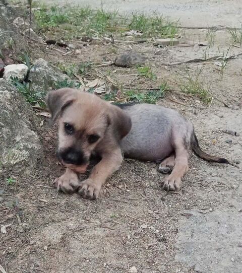Milo le joyeux petit coquin 300 59000 Lille
