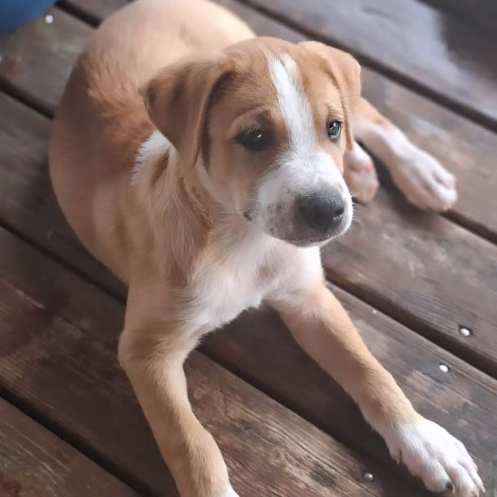  ✨️ TI'MASS ✨️ 🐶 