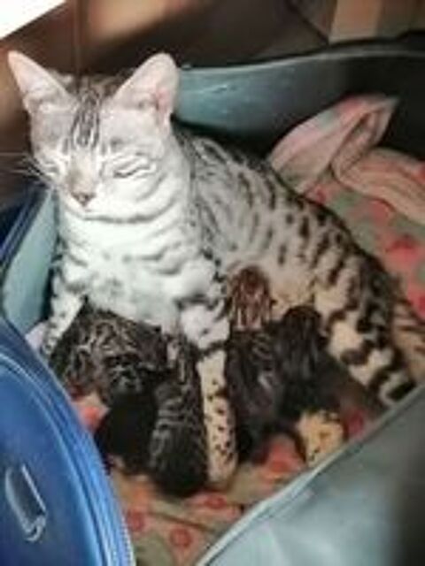   CHATON BENGAL inscrit au LOOF père CHAMPION INTERNATIONNAL 