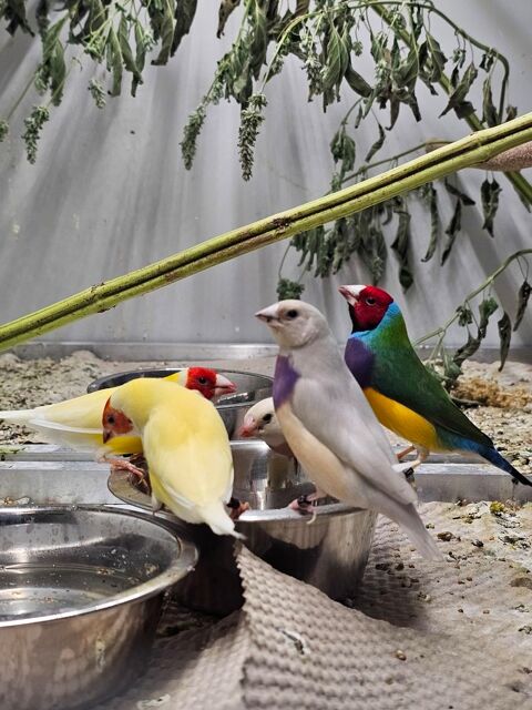 Couples diamant de gould 100 13170 Les pennes-mirabeau