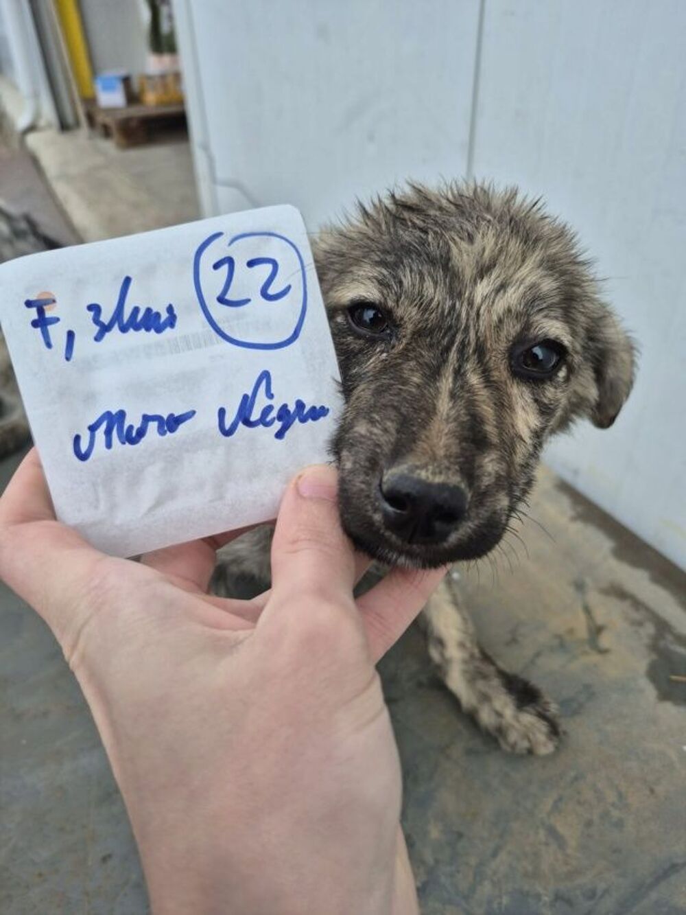   Nash à l'adoption 