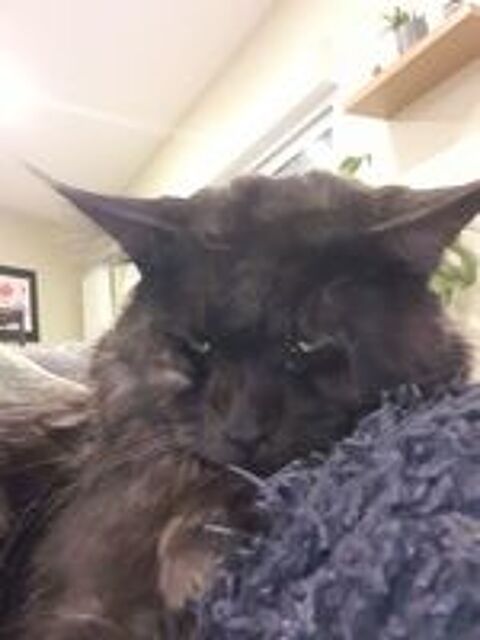   A rserver magnifiques chatons Maine Coon origine russe 