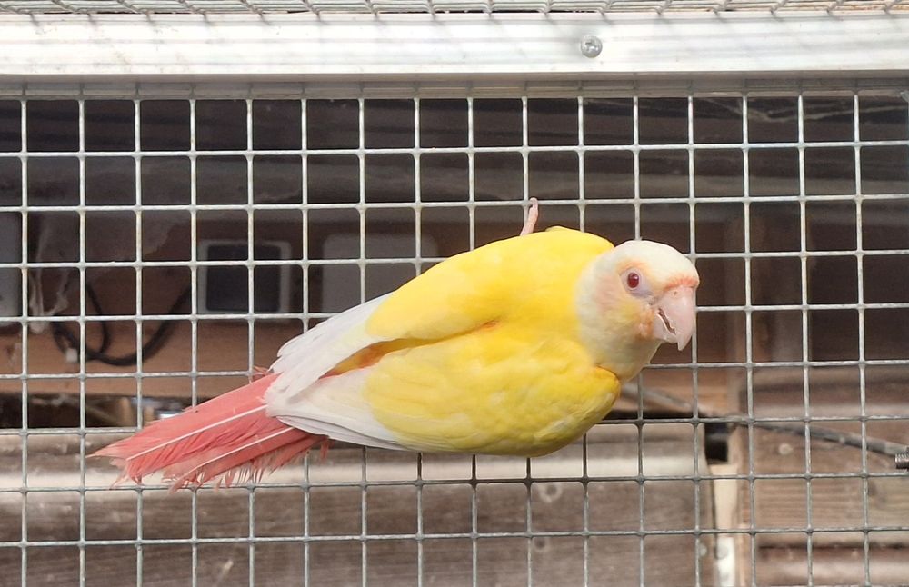   pyrrhura molinae - conure - lutino 