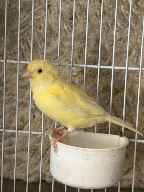 Canari jaune 25 93330 Neuilly-sur-marne
