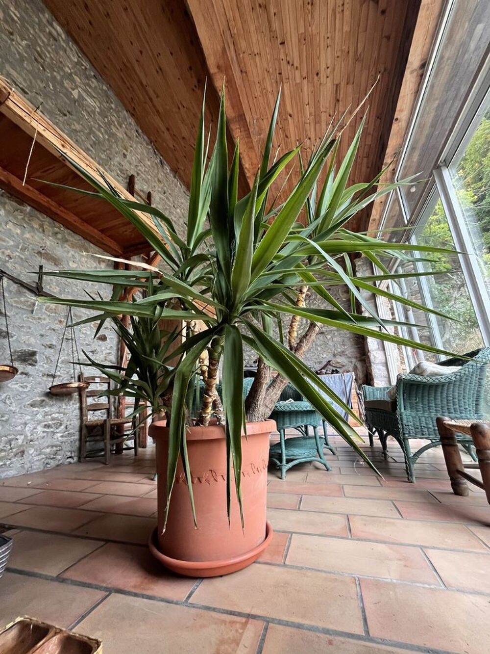 Grand yucca 1,20m Décoration