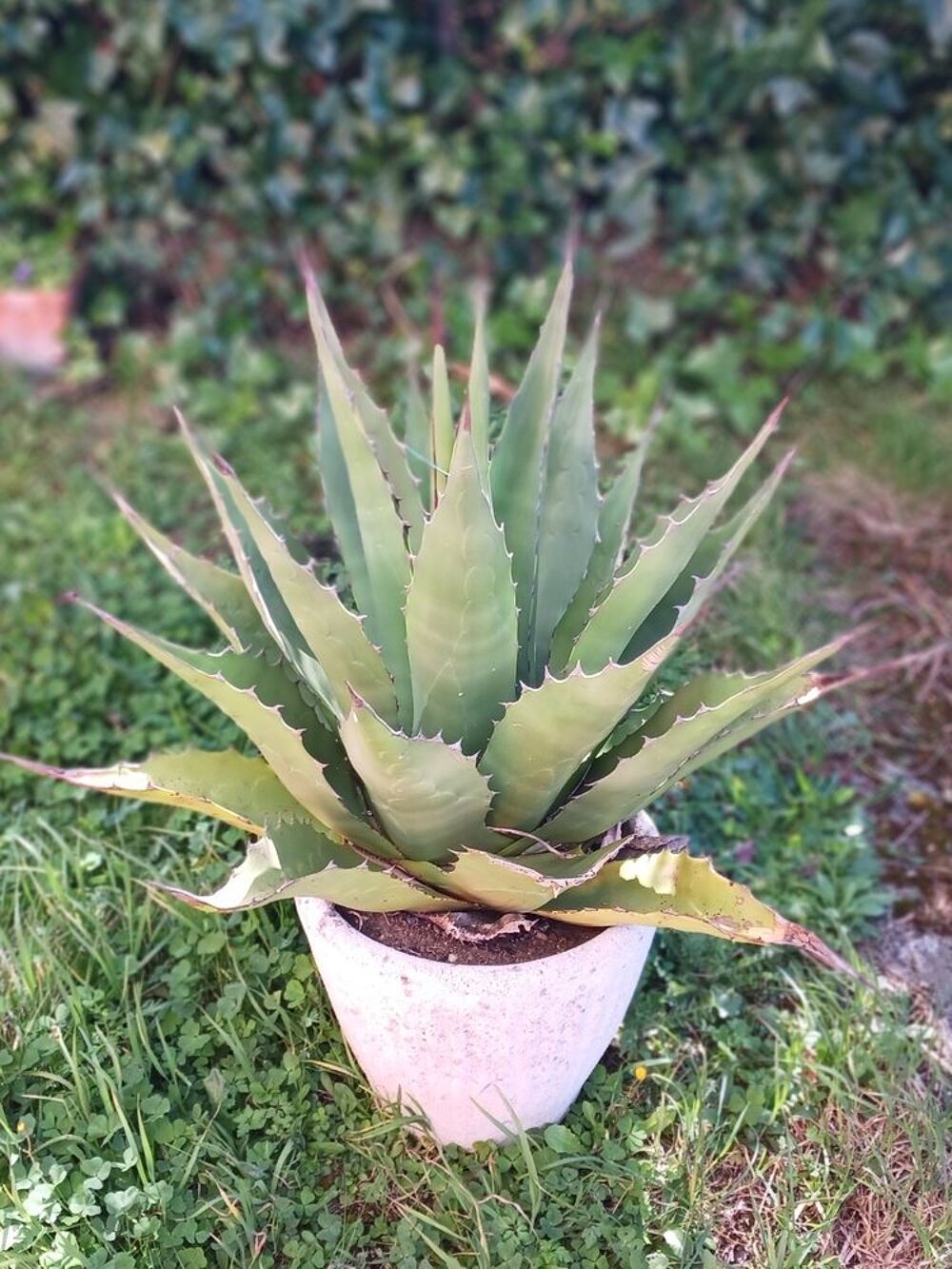 Plante ext&eacute;rieur Jardin