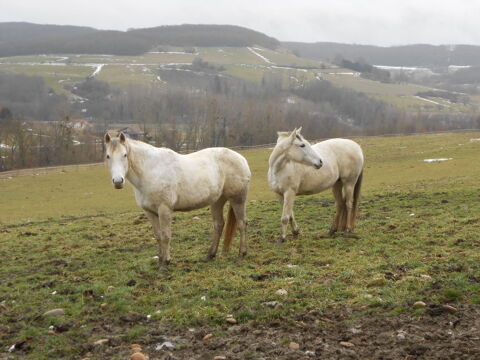 CHEVAUX POUR COMPAGNIE 26350 Saint-christophe-et-le-laris