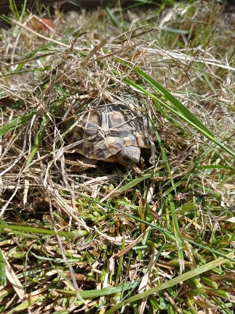 Tortue 2 ans 80 31600 Muret