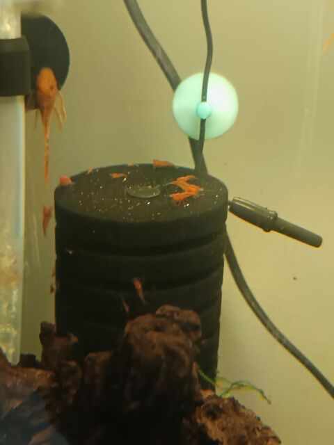 Crevettes divers 10 94380 Bonneuil-sur-marne