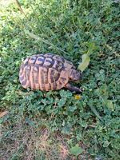 tortue adulte de 19 ans  grand jardin obligatoire  
200 13090 Aix-en-provence