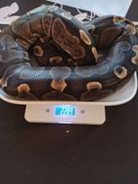   Python royal GHI femelle 