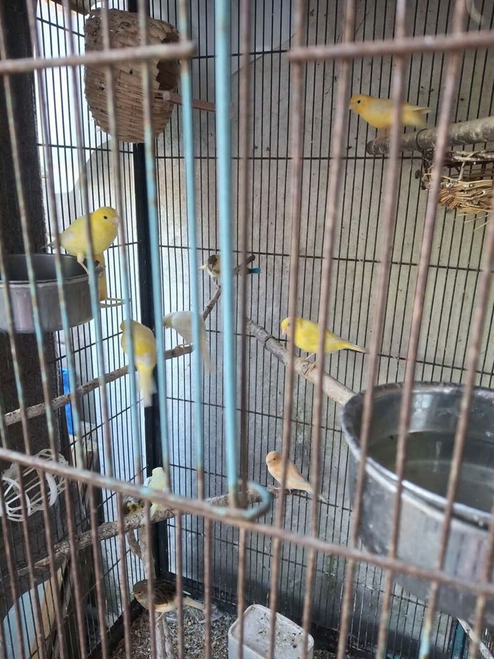   Canaris males et femelles  