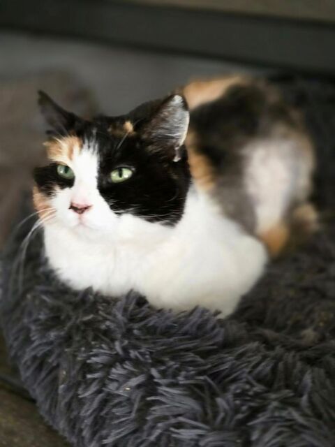 TRUFFETTE 210 60000 Beauvais