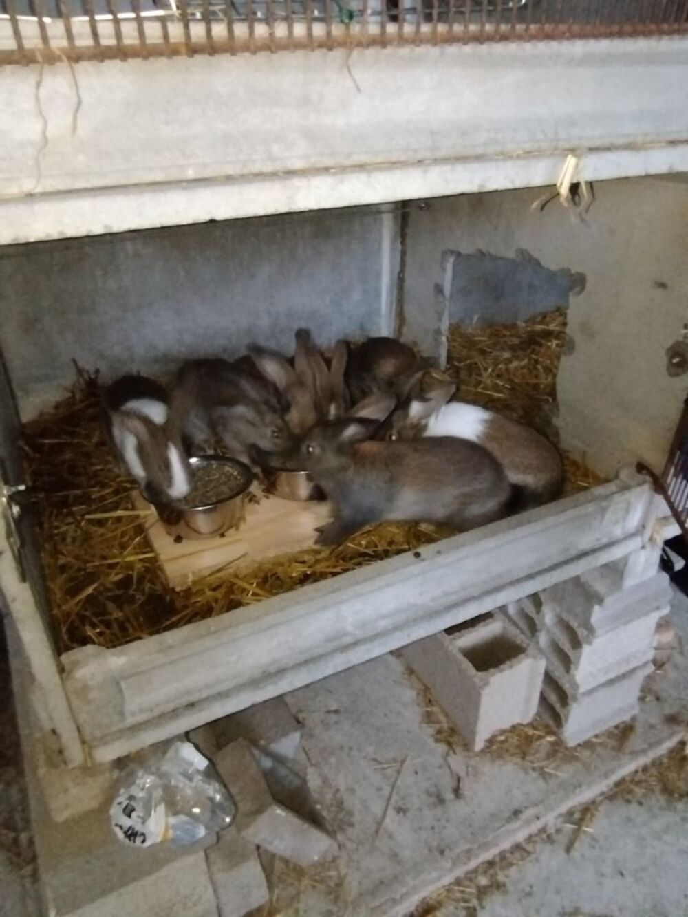   Lapin fermier  