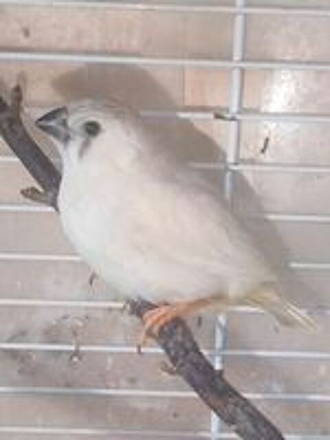   Oiseaux Exotiques  