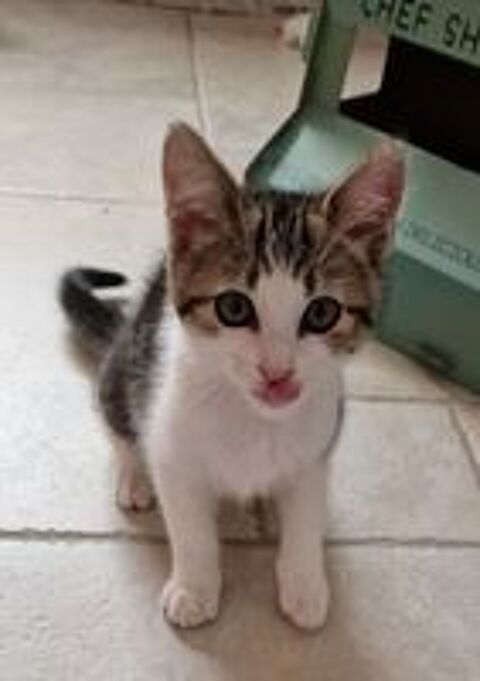   Chatons à adopter 