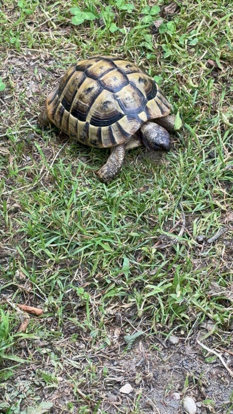  Tortue Herman bottegerie m&acirc;le 150 13014 Marseille