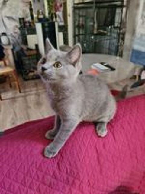   Chaton chartreux 