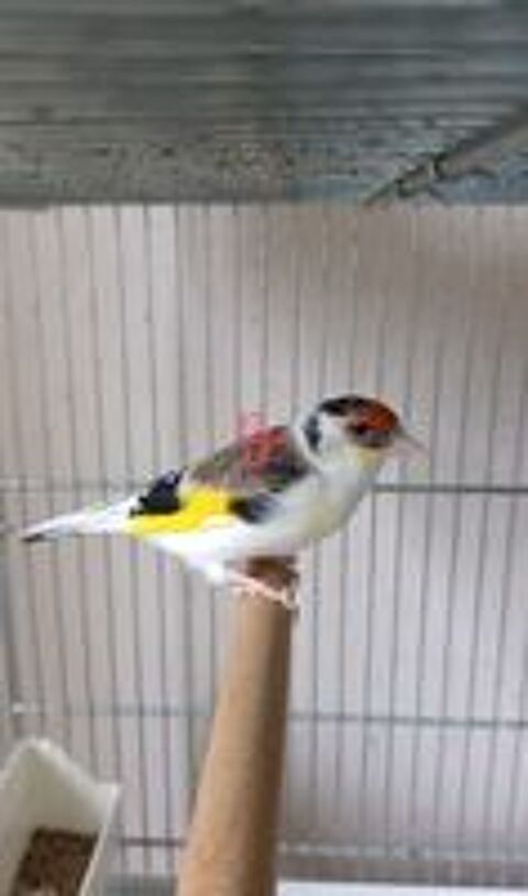   Chardonneret en mutation  