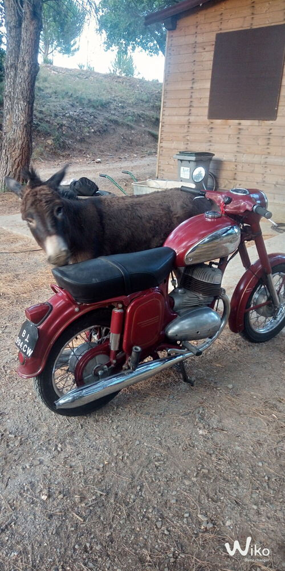 JAWA 1973 occasion 66300 Montauriol