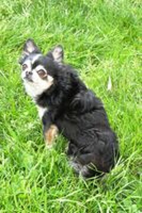   Propose saillie Chihuahua-lion 