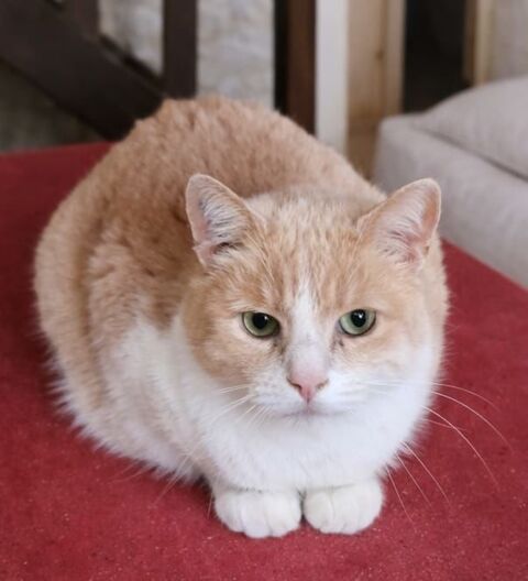 BIB CHAT SENIOR TIGRE ROUX 11 ANS 145 92260 Fontenay-aux-roses
