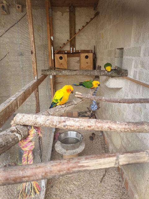 Conure soleil et Conure jandaya 500 86380 Marigny-brizay