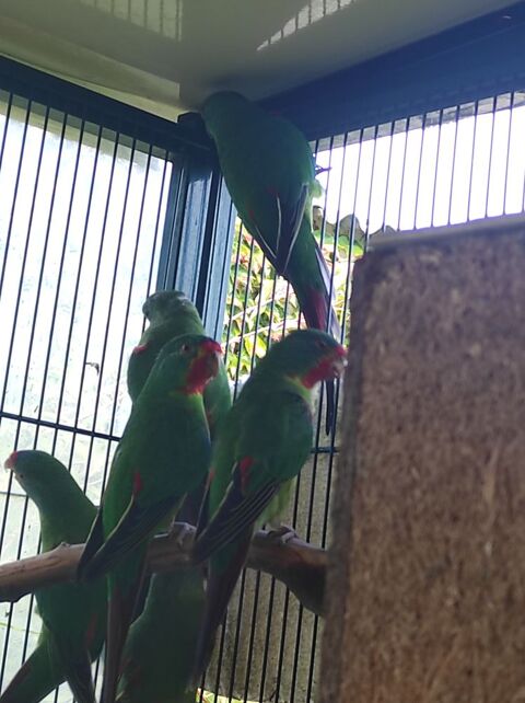 deux petits Latham 50 17800 Pons