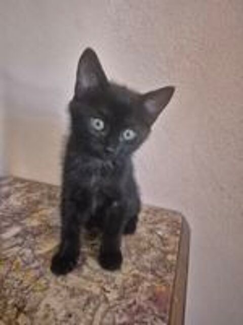   chaton noire 