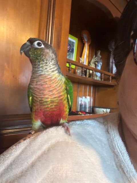 Conure eam 200 34290 Valros