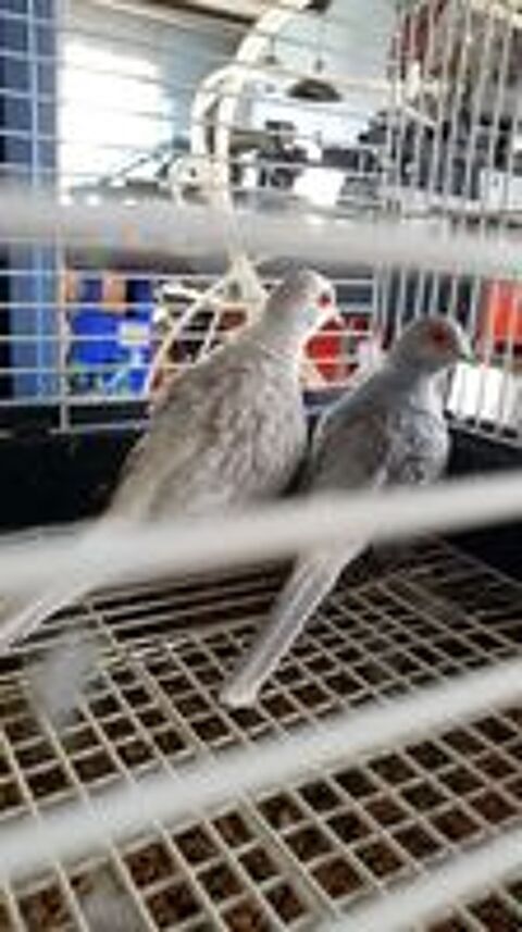   Couple Colombes diamant plusieurs disponible 