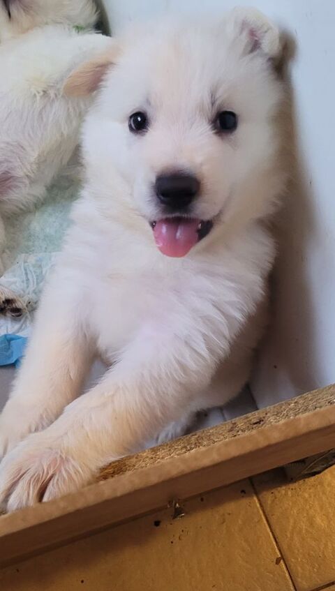 Chiots Berger Blanc Suisse non LOF 800 30210 Cabrières