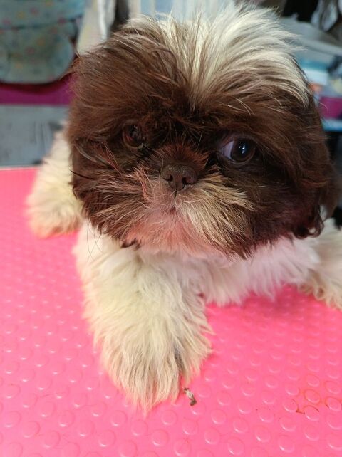 Shih tzu 800 86220 Les ormes