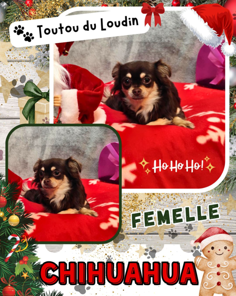 Chiot chihuahua femelle poils longs 650 18140 Pr�cy