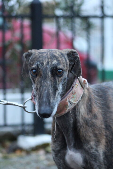 MASIEL 🩷 d&eacute;licate galga qui attend son foyer paisible  315 24140 Douville