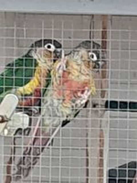   Conure pyrruha  
