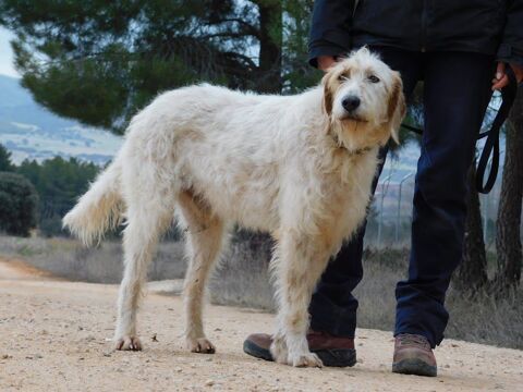 Charco, le regard d'un grand tendre et gentil 0 24140 Douville