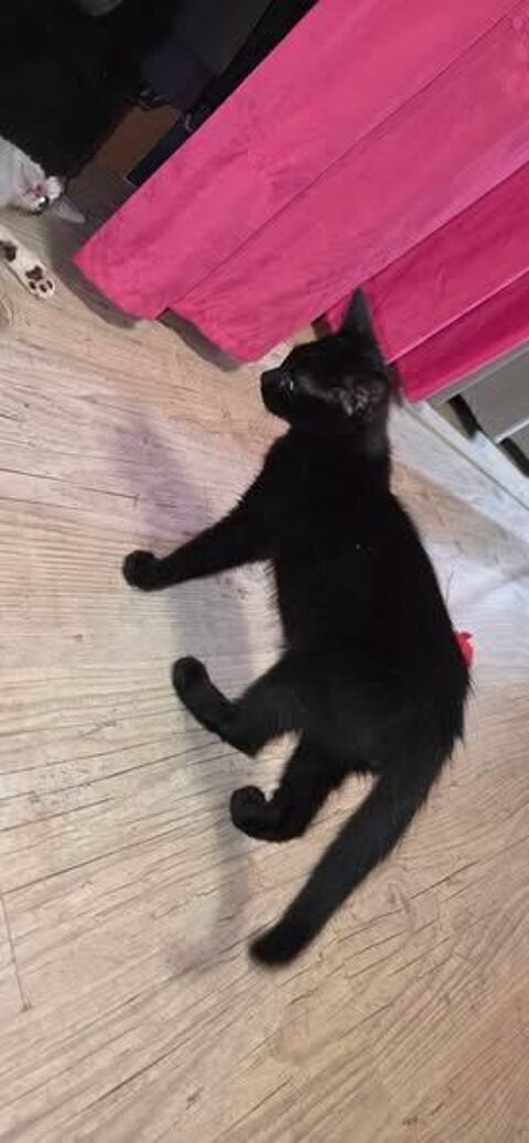 Chat ASTRO &agrave; l adoption 140 38370 Saint-clair-du-rhône