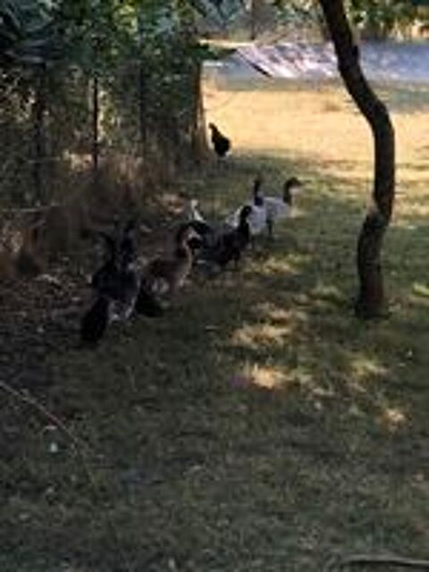   Canards et canettes de barbarie  