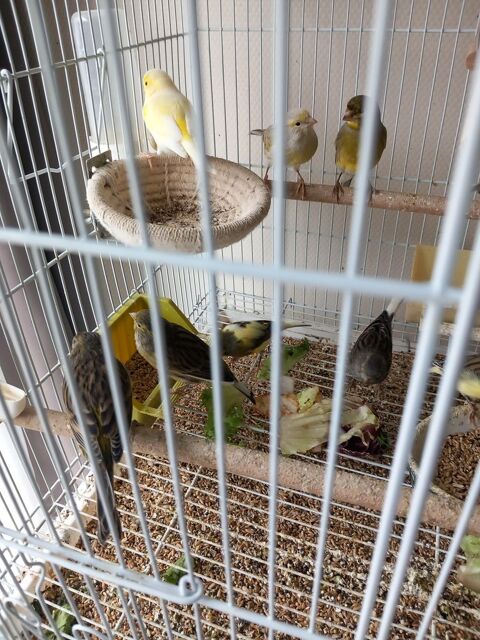Canaris 10 85430 Aubigny