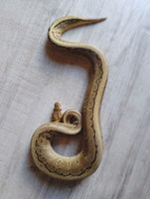   Python regius  
