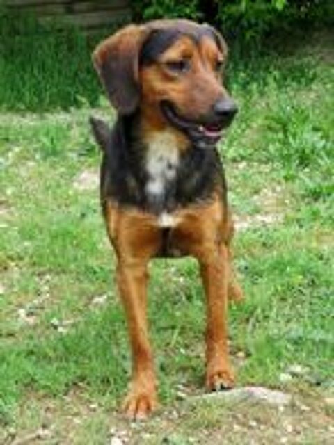   FLIP, petit bout de chien, est à l'adoption! 