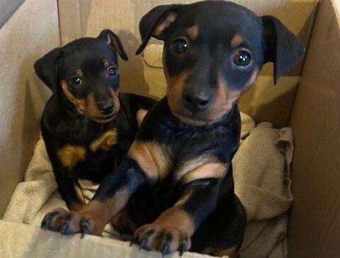 Chiots Pinscher nain 1000 22210 Plumieux