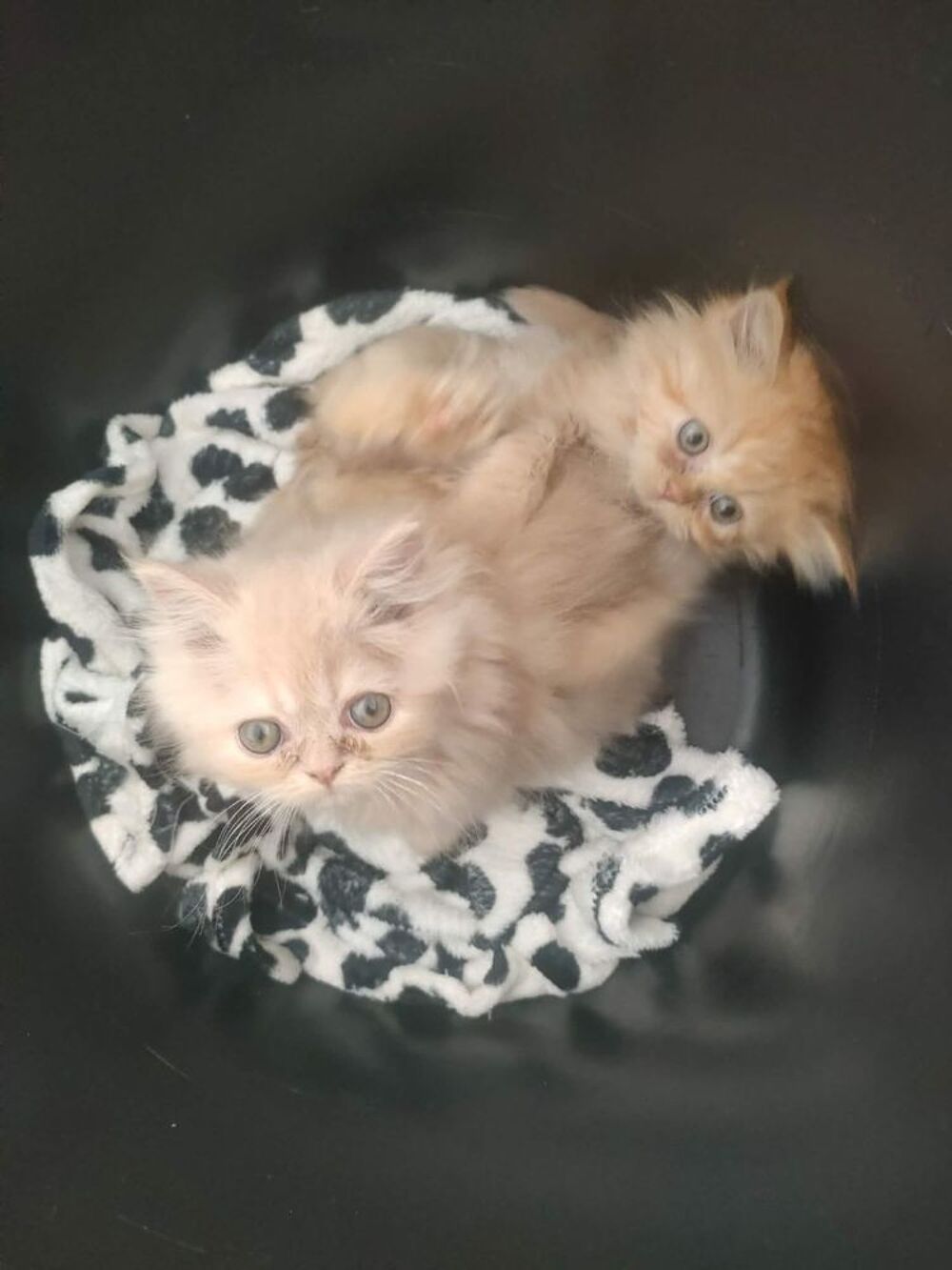   Chatons Persans  