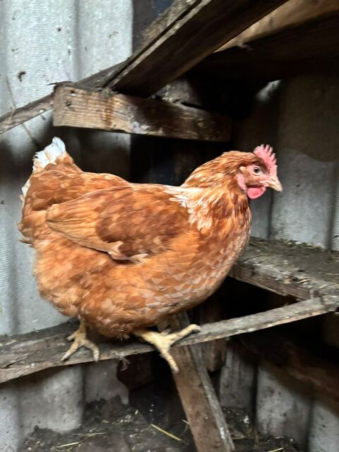 Poule pondeuse 7 80290 Poix-de-picardie